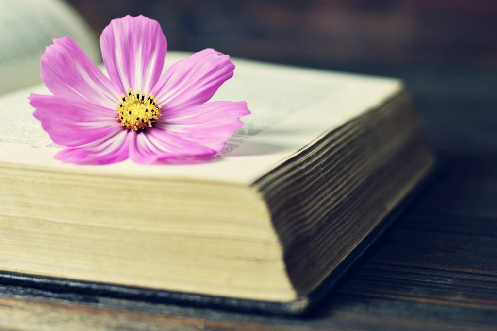 Lila Blüte auf geöffnetem Buch